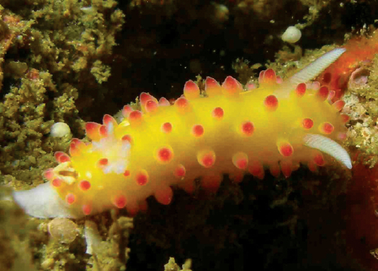  Cadlinella ornatissima (Sea Slug)